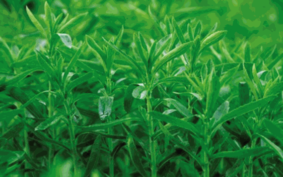 莱茵生物保健品